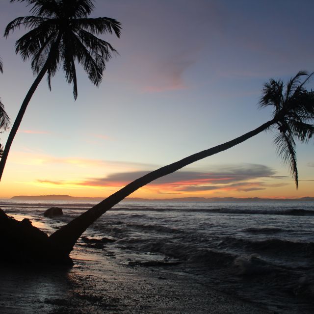 Das Bild zeigt Palmen am Strand im Sonnenuntergang