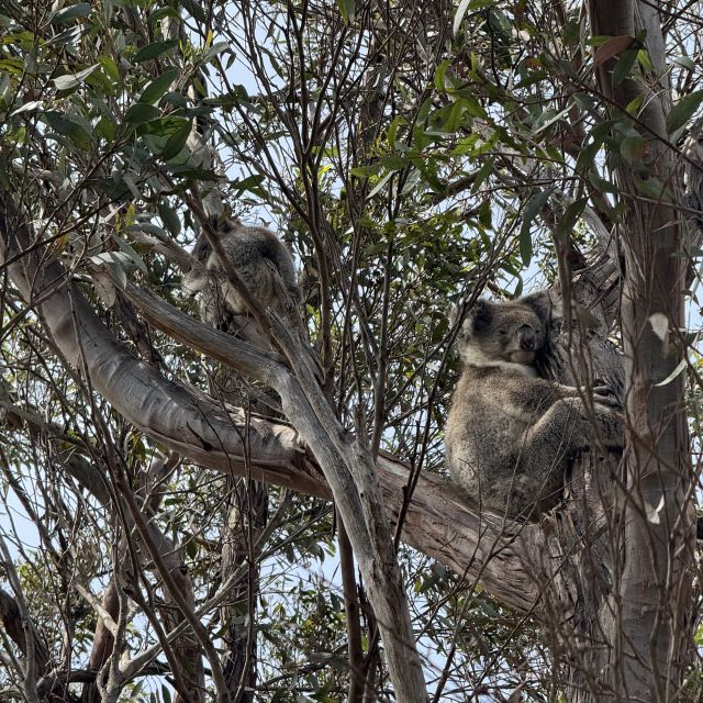 Koala im Baum