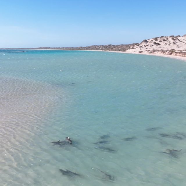 Shark Nursery