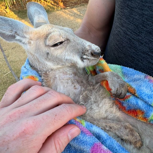 Känguru in Dominiks Arm