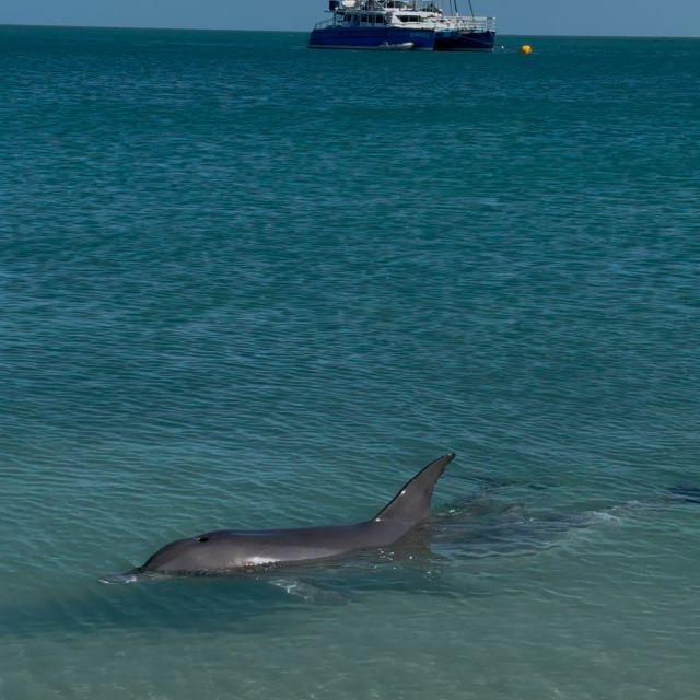 Delfin vor Strand